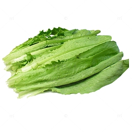 油麦菜png免抠图片素材