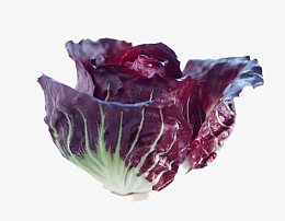 食物紫菜
