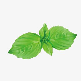 矢量绿色菜叶