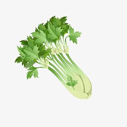 手绘芹菜
