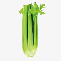 矢量绿色芹菜