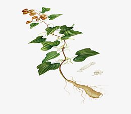 山药