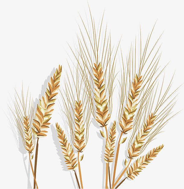 丰收季节的小麦
