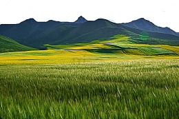 大山麦田