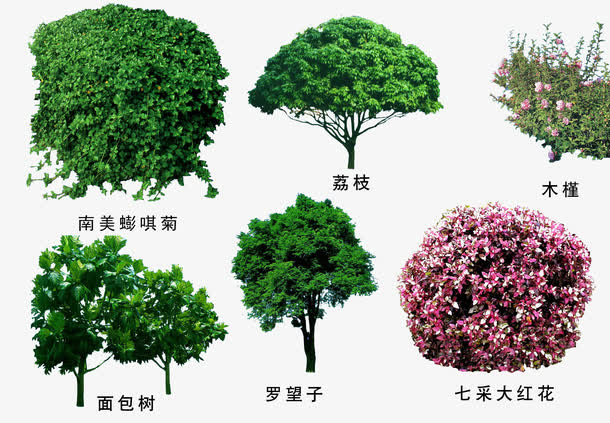 关键词 : 绿色植物,绿植,绿化,盆景,效果图元素,3d贴图,绿化带[声明]