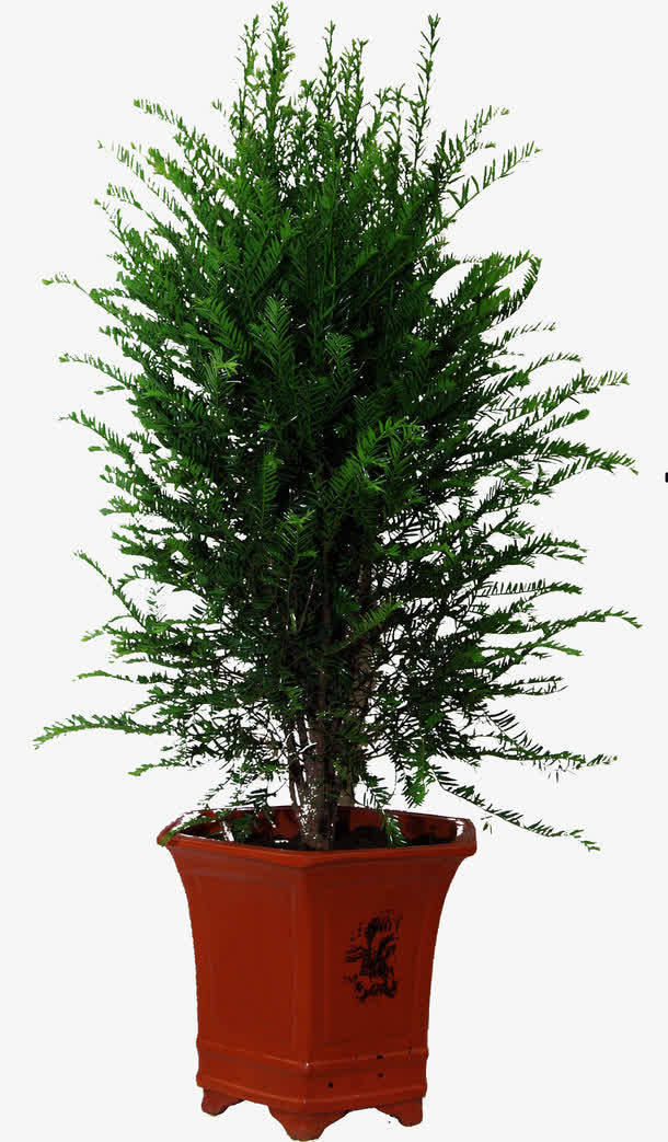 红豆杉盆景素材免费下载_觅元素