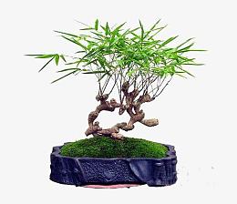 装饰艺术盆景
