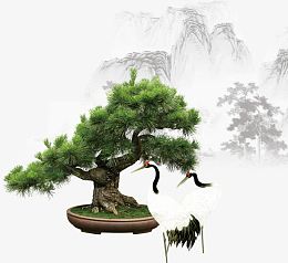 松树素材