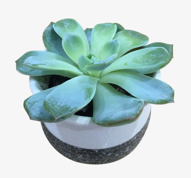 多肉植物盆栽免抠素材