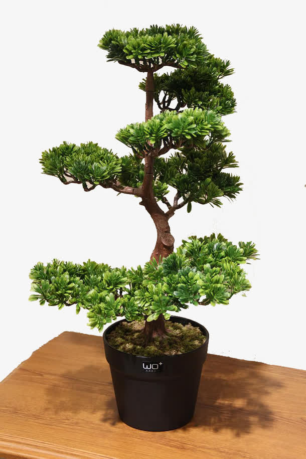 招财树盆景绿色免抠素材