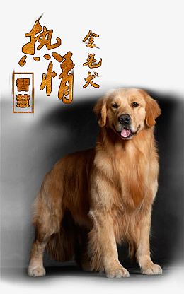 宠物广告