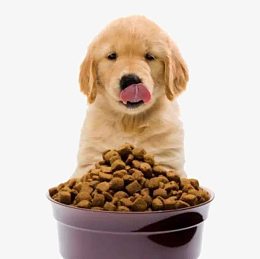 吃狗粮的金毛