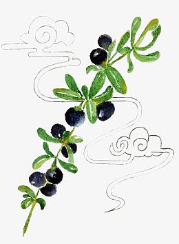 手绘黑枸杞底纹
