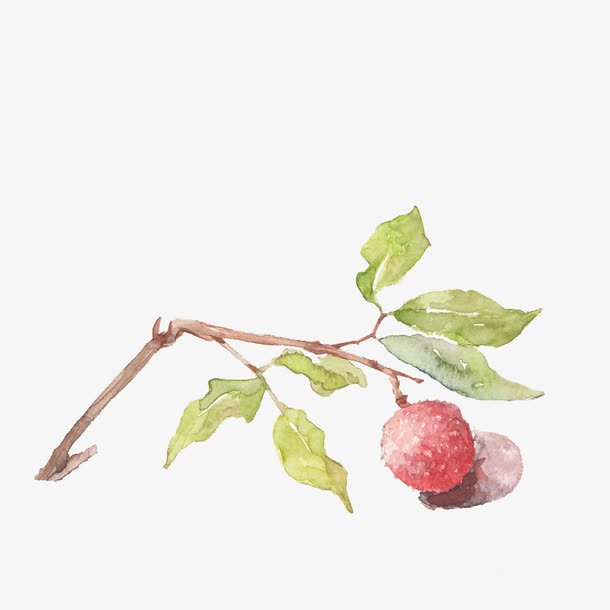 手绘荔枝