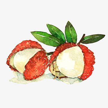 荔枝水果色彩画素材图片