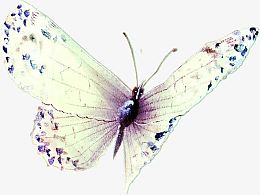 插画剪影 蝴蝶 唯美蝴蝶 梦幻