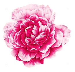 花开富贵—牡丹