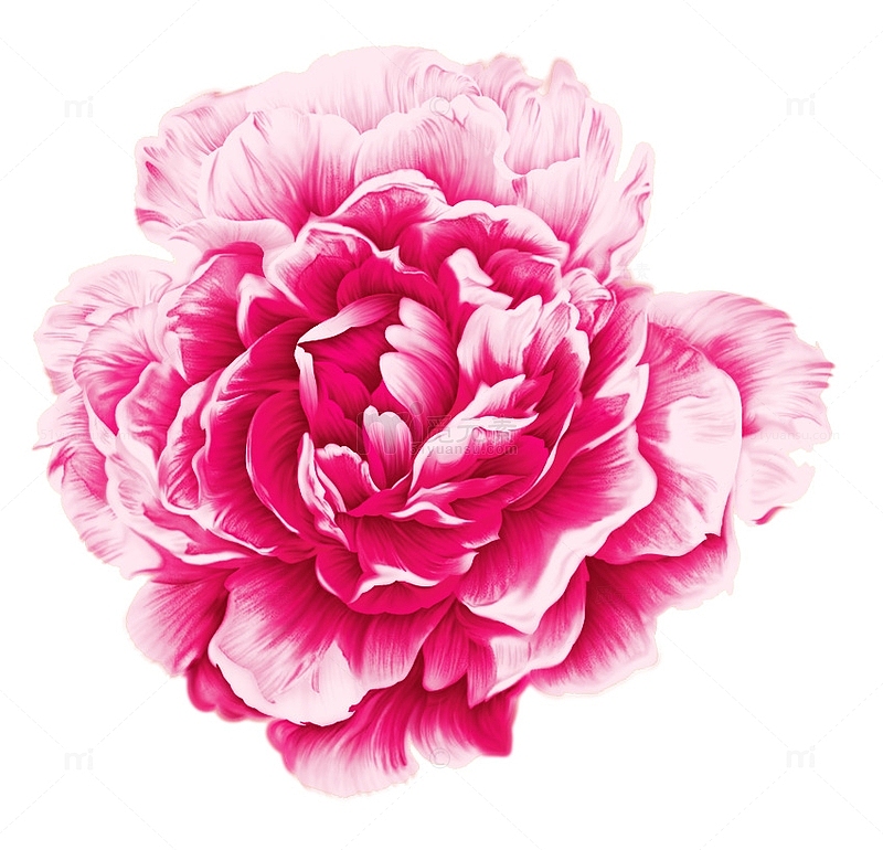 花开富贵—牡丹
