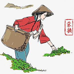 茶叶采摘