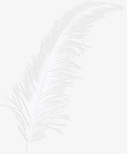 白色羽毛
