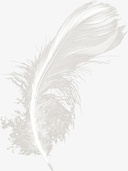 白色羽毛