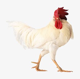 大公鸡素材