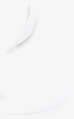 白色羽毛图片素材