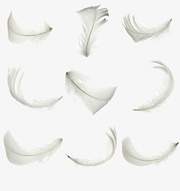 白色羽毛
