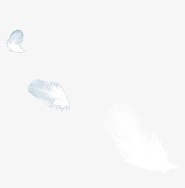 白色清新羽毛装饰图案