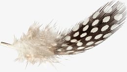 白色斑点黑色羽毛素材