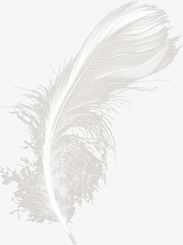 白色漂亮羽毛