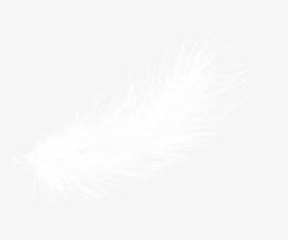 白色漂亮羽毛
