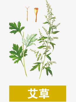 艾草