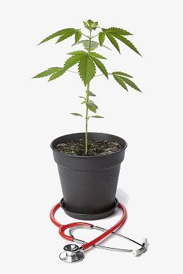 盆栽大麻和听诊器