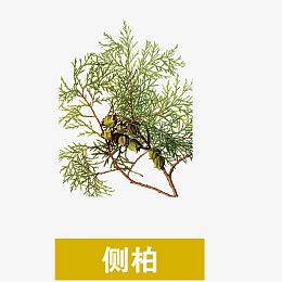 侧柏
