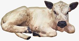 卡通乳白色小牛宝宝牛犊子