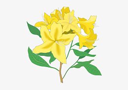 手绘金银花