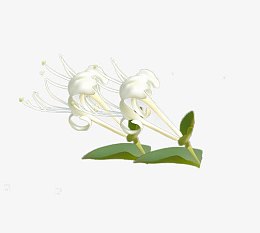 盛开的金银花