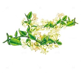 金银花素材