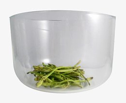 金银花茶冲泡