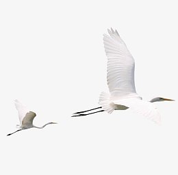 白鹤仙鹤