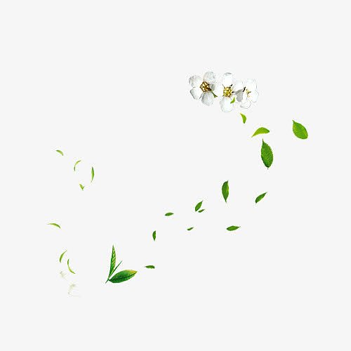 干净飞舞白色花瓣绿色树叶