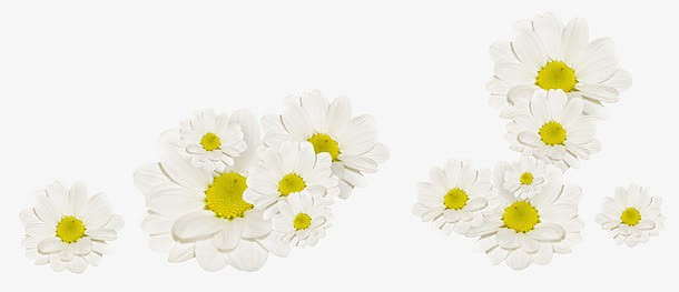 白色野菊花