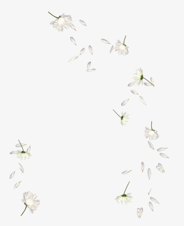 手绘白色散落花瓣