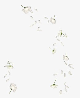 手绘白色散落花瓣