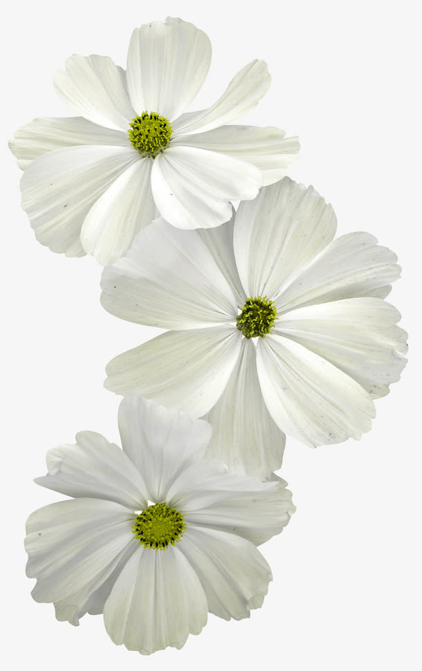 白色鲜花免抠素材免费下载_觅元素51yuansu.com