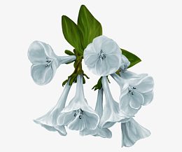 白色喇嘛花