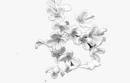 白色桂花