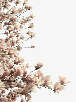 白色花卉