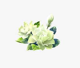 素雅栀子花